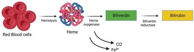 Demystifying non-invasive approaches for screening jaundice in low resource settings: a review